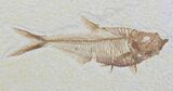 Detailed, Diplomystus Fossil Fish - Wyoming #79071-1